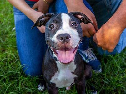 Smiling black and white puppy between two people