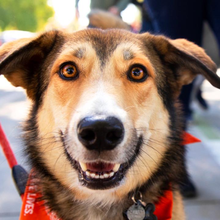 Dog walking on a leash with a person at Strut Your Mutt in Salt Lake City