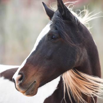 A profile of the head of Jewel the paint horse