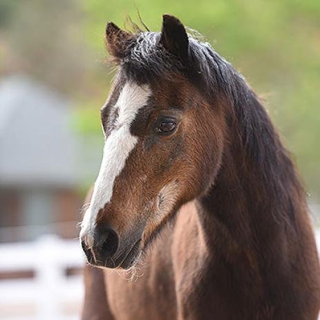 Snickers - Shetland