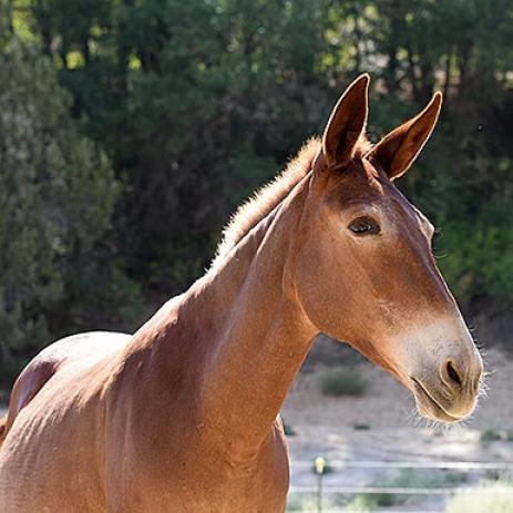 Lucky - Donkey/Mule