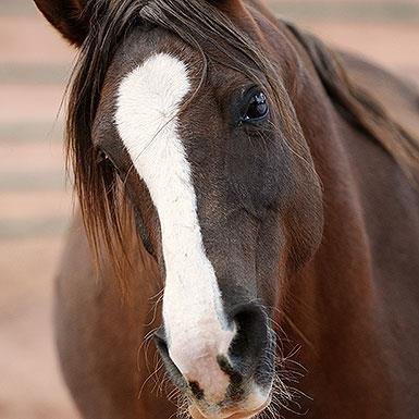 Helen - Arabian