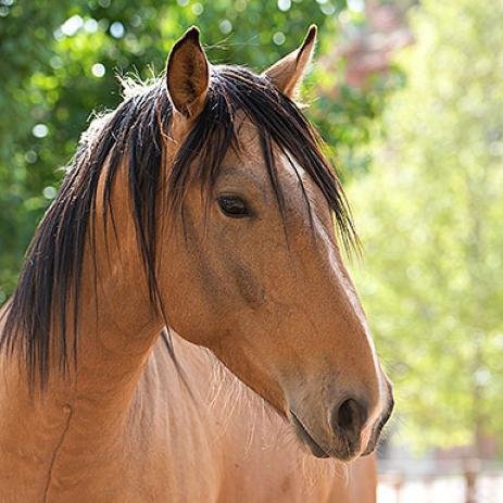 Clancy - Quarterhorse / Mustang / Mixed