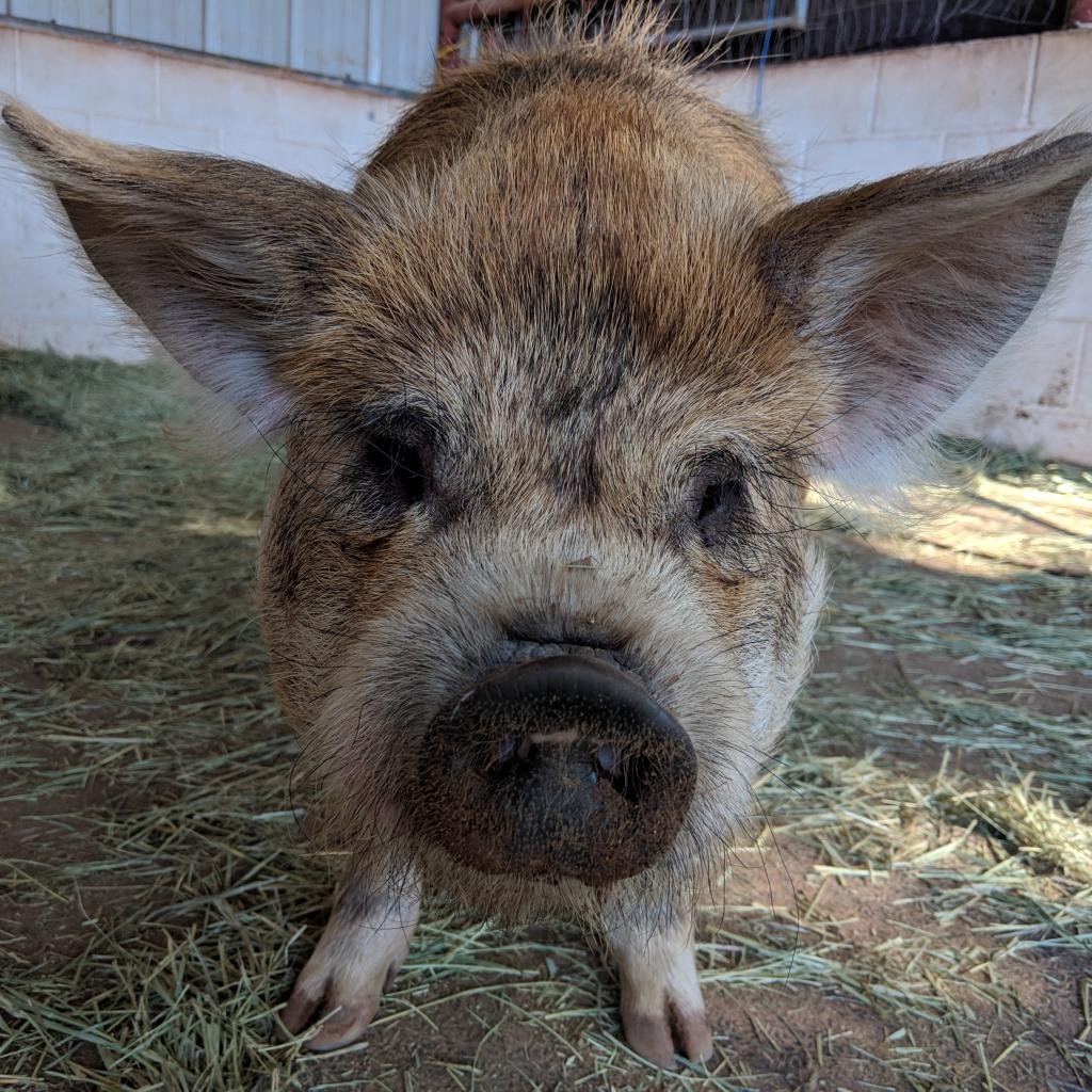 Colin - Pig / Mixed