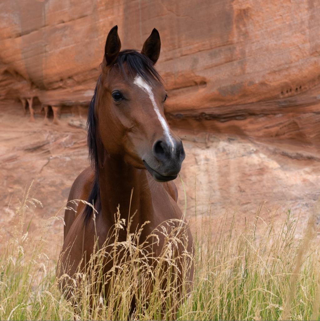 Melody - Arabian / Quarterhorse / Mixed