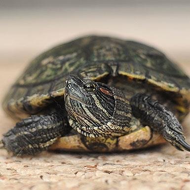 Tommy Sweet Cheeks - Red-Eared Slider