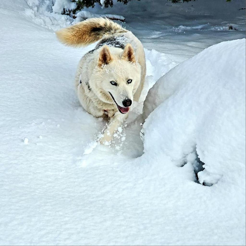 Adoptable Male Male