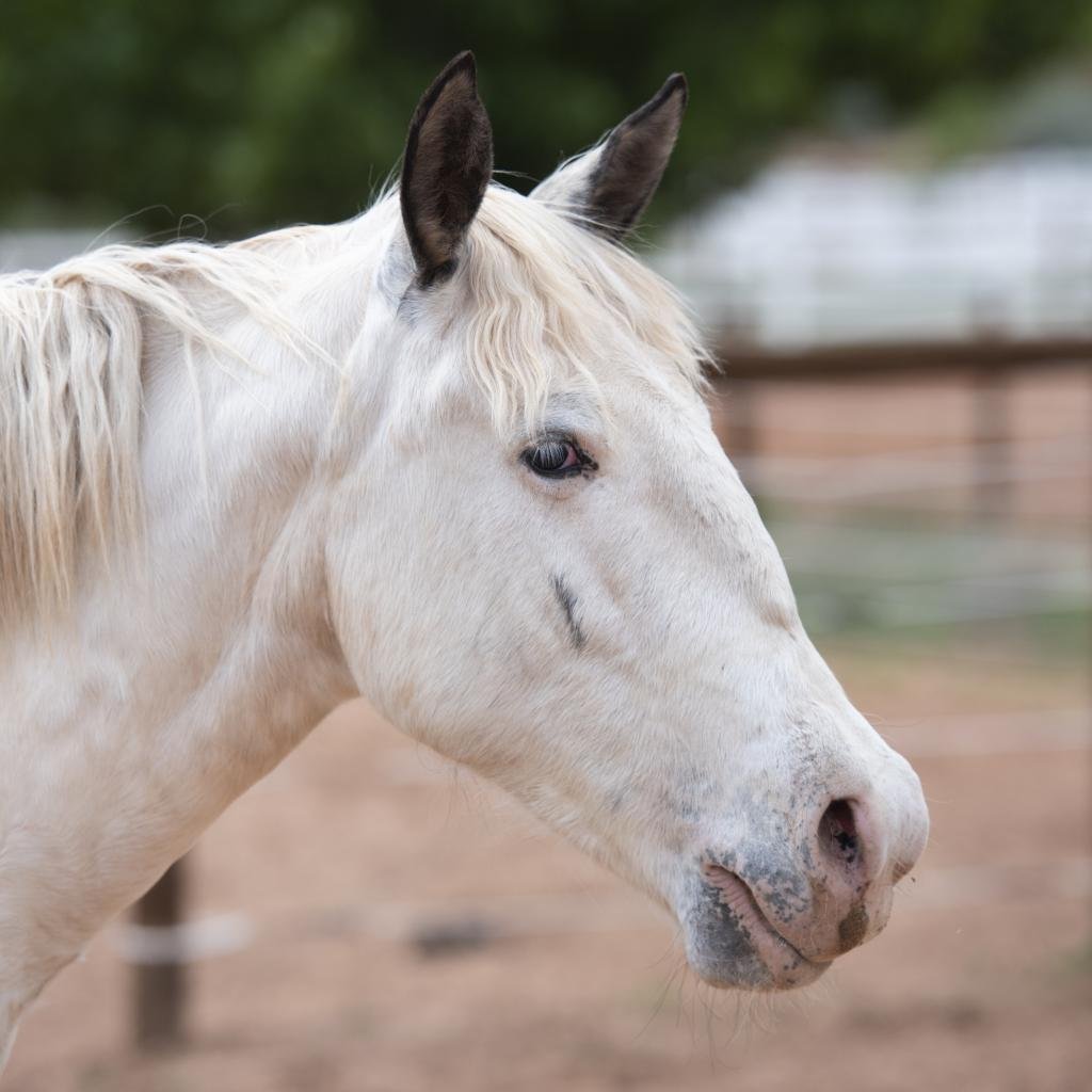 Bug - Appaloosa