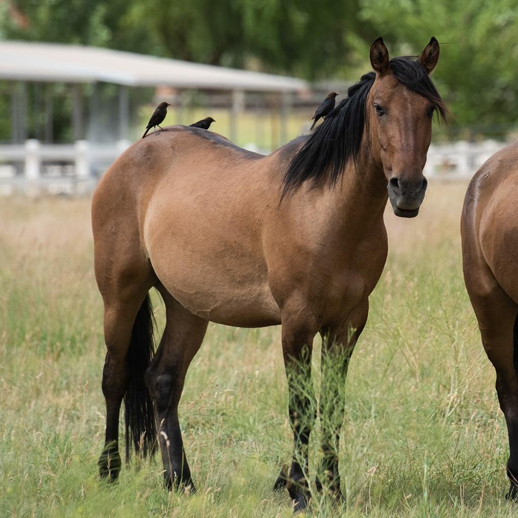 Lumpy - Mustang