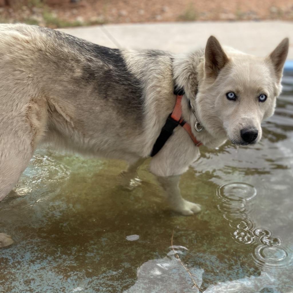 Adoptable Male Male