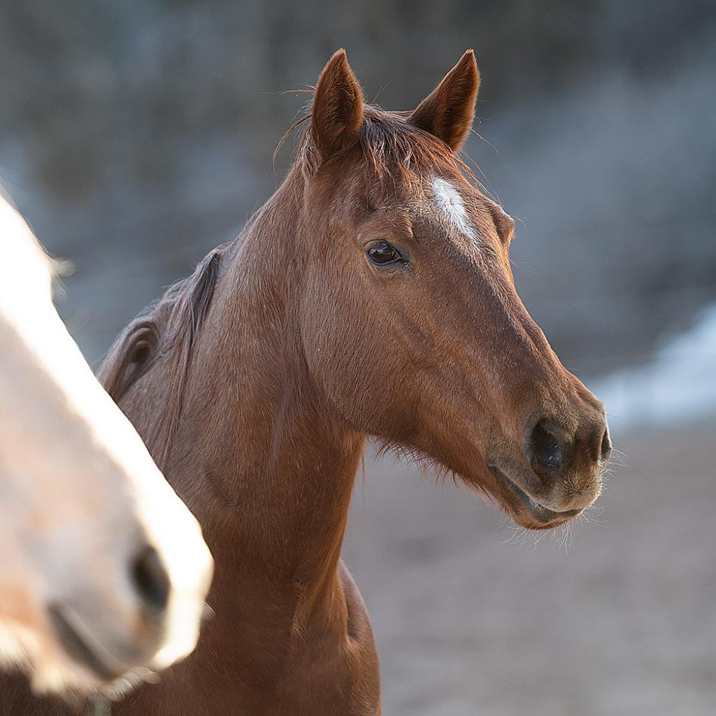 Rosie - Quarterhorse