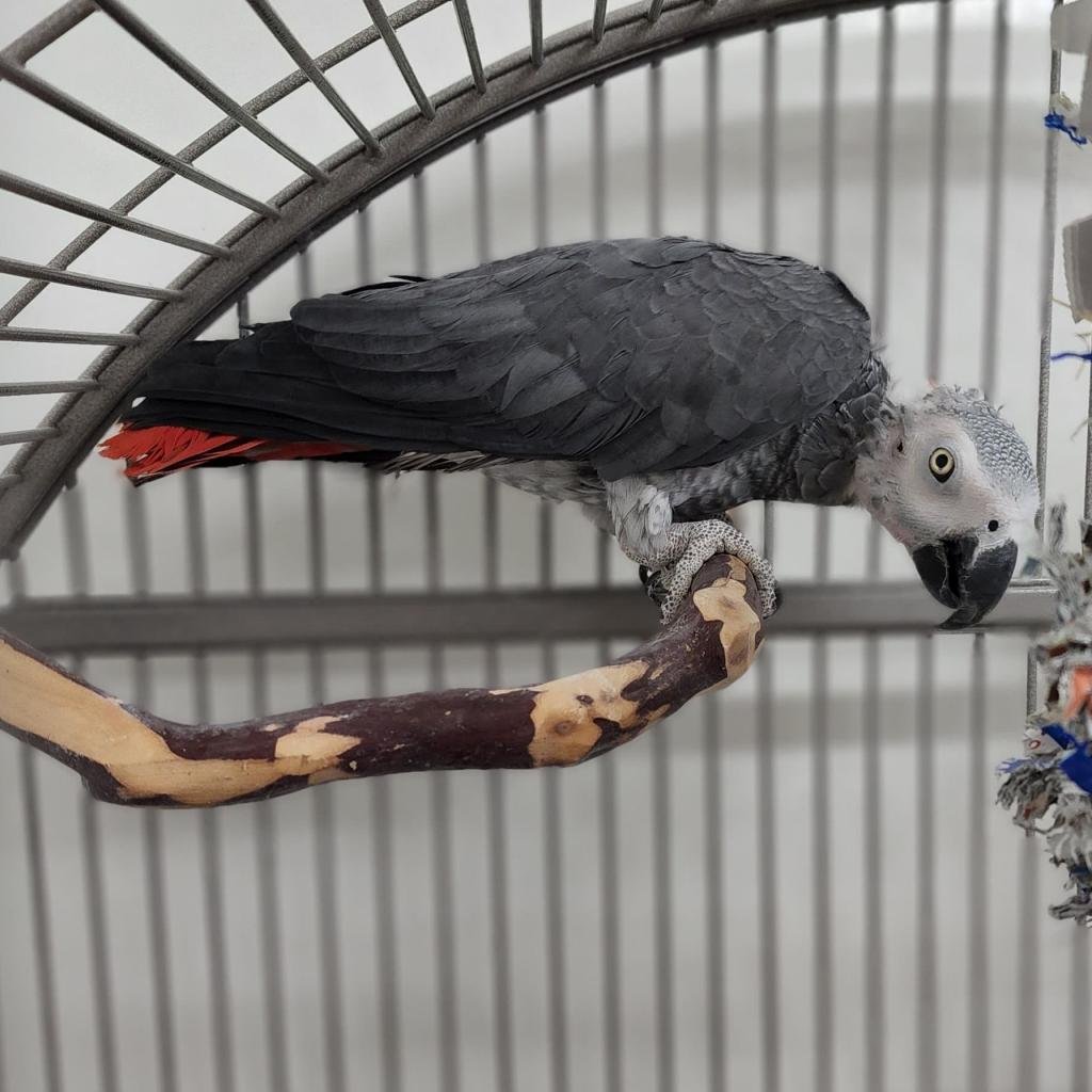 Tetra - African Grey