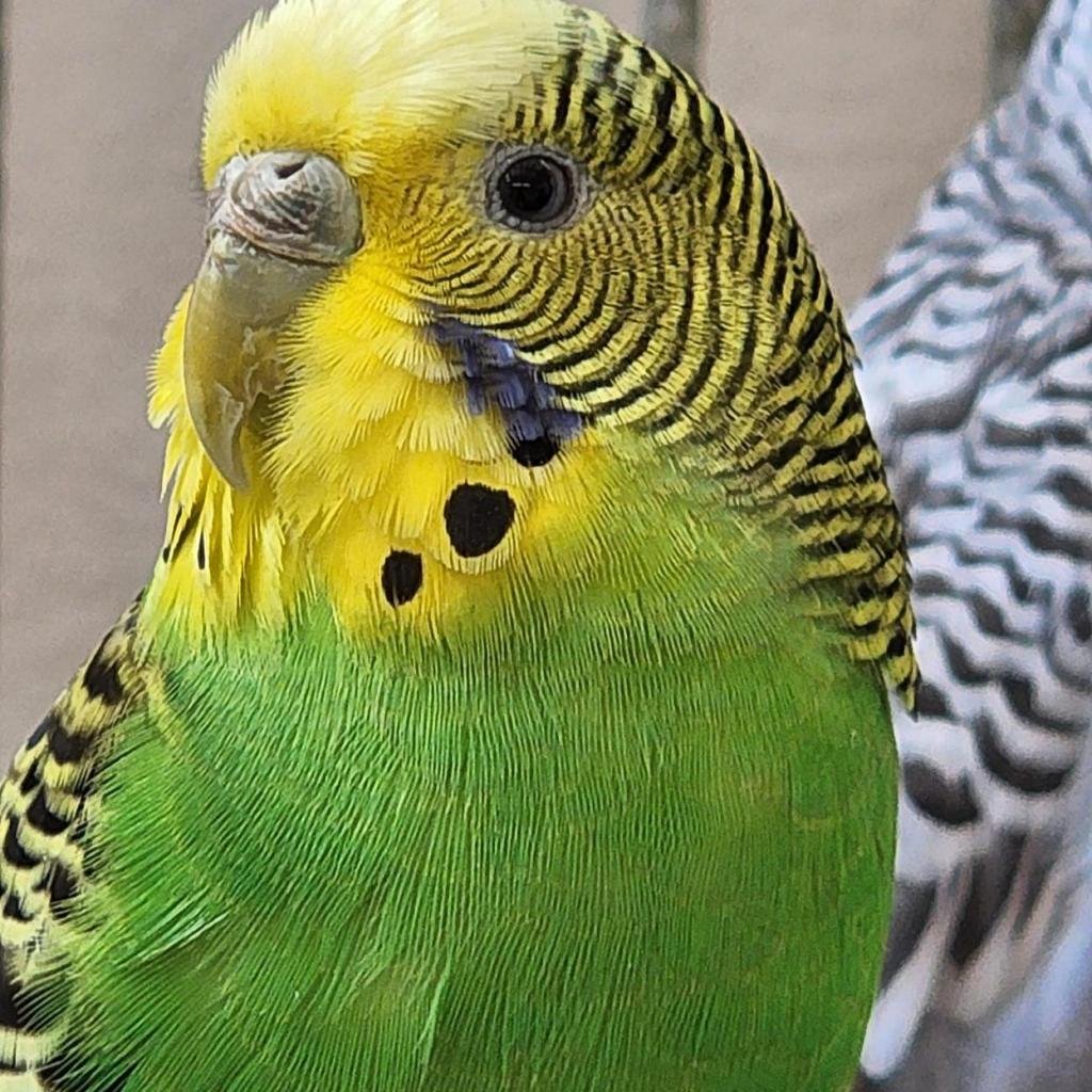 Yucca - Parakeet - Other