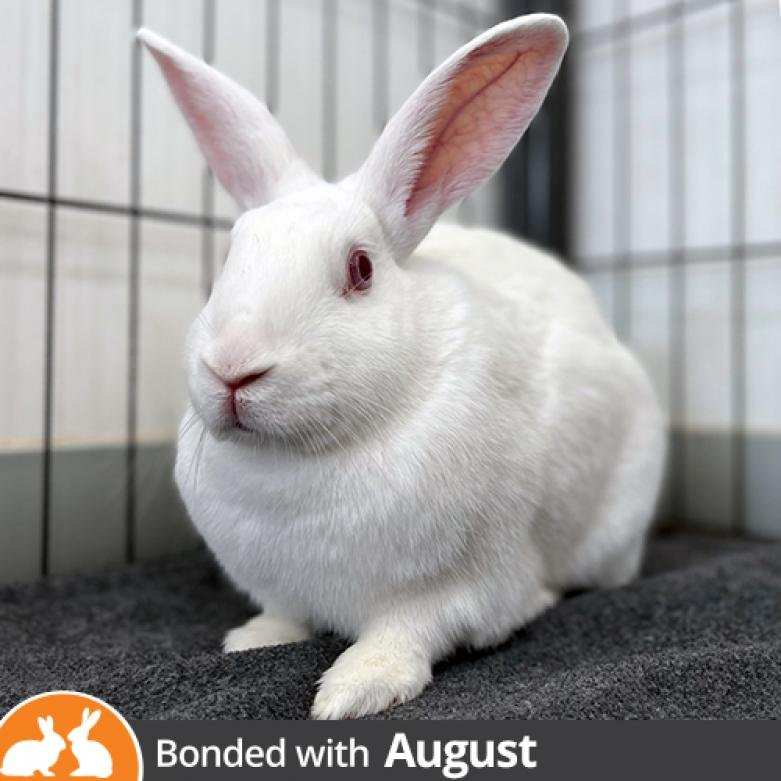 Adoptable Female Female