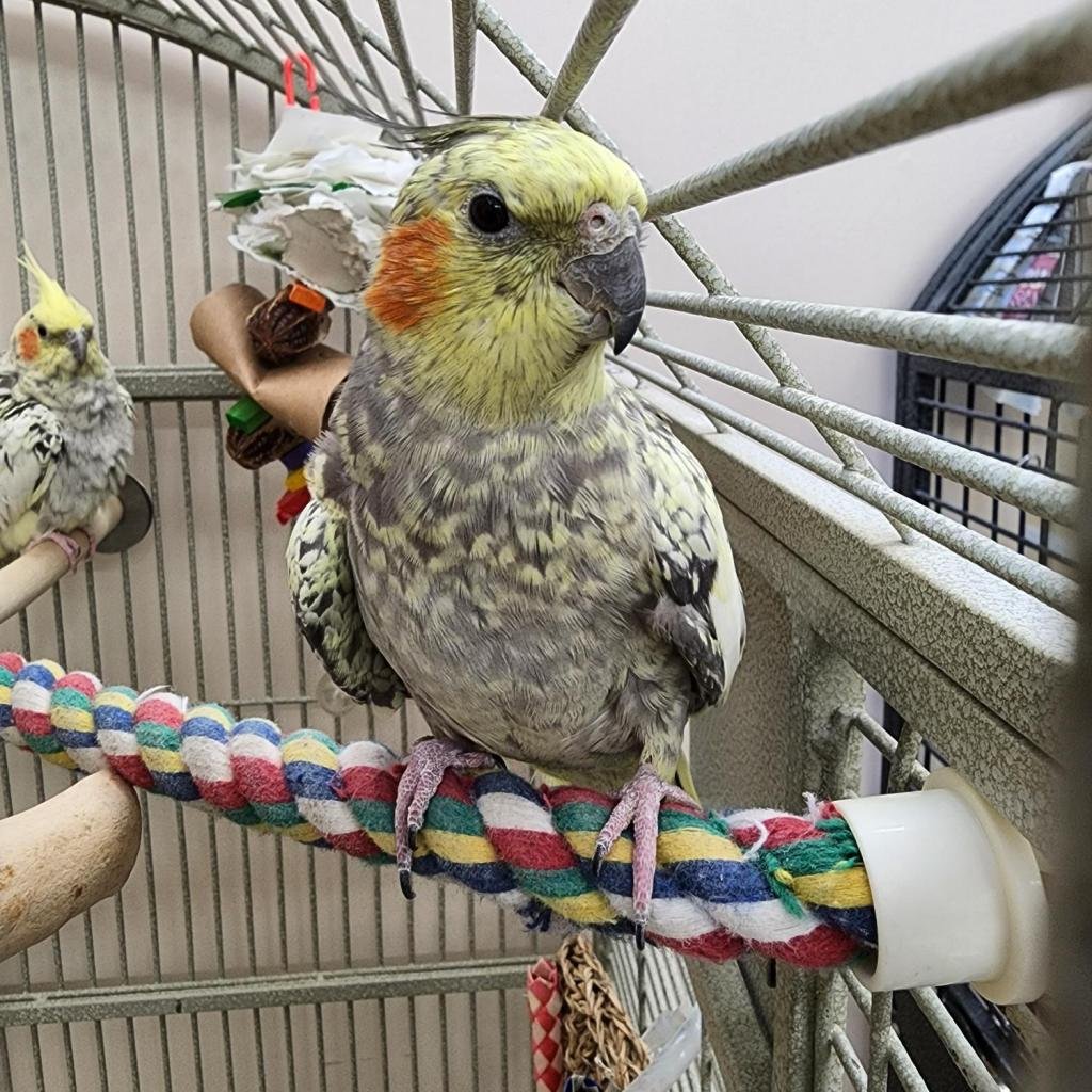 Rosalind Franklin - Cockatiel