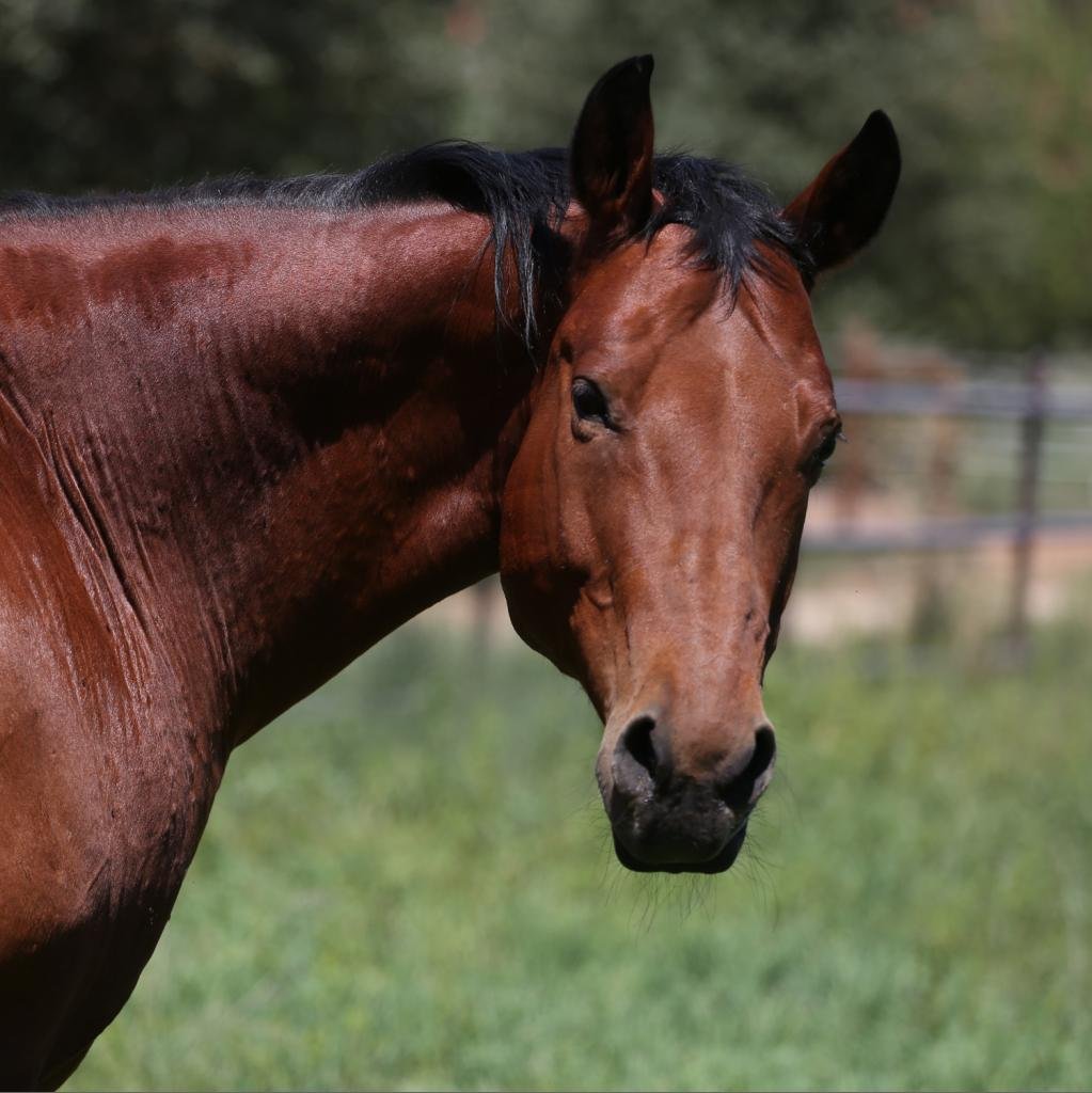 Lucky - Quarterhorse