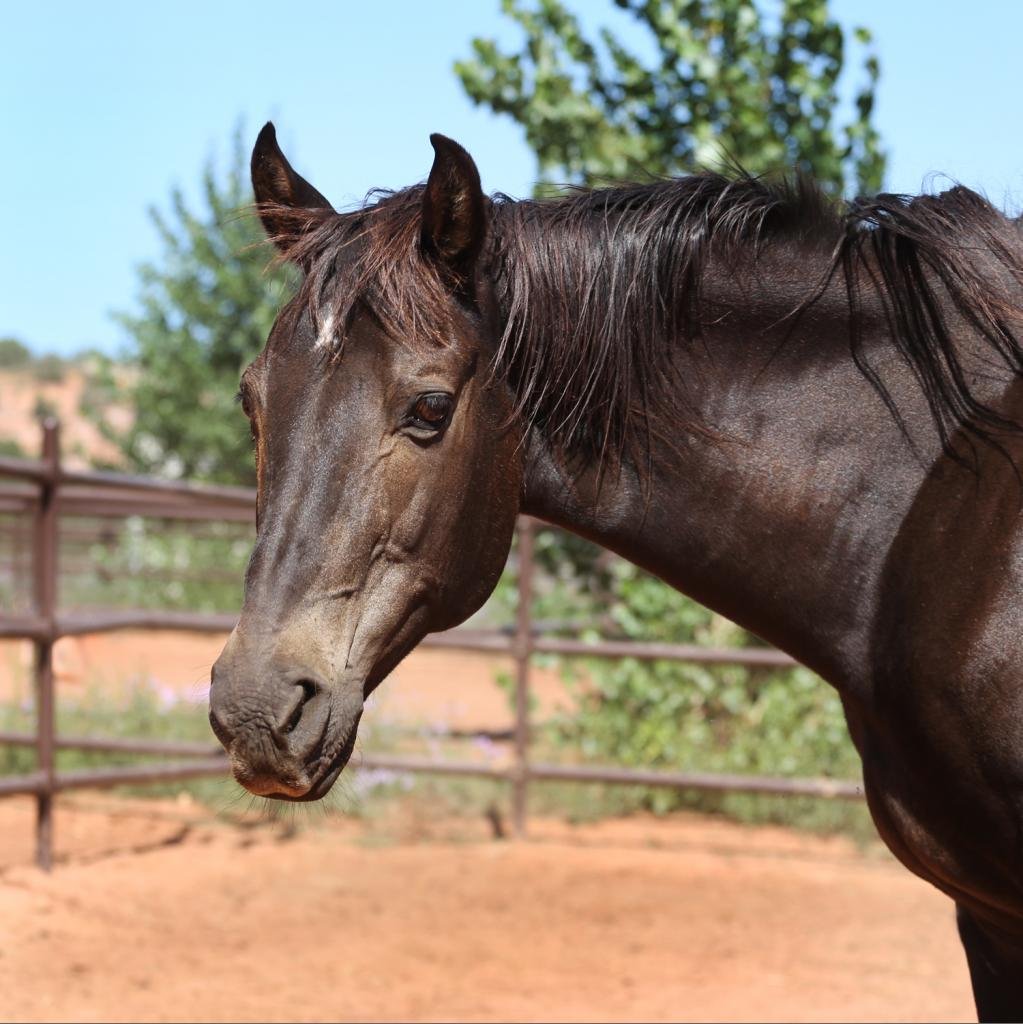 Buster - Quarterhorse