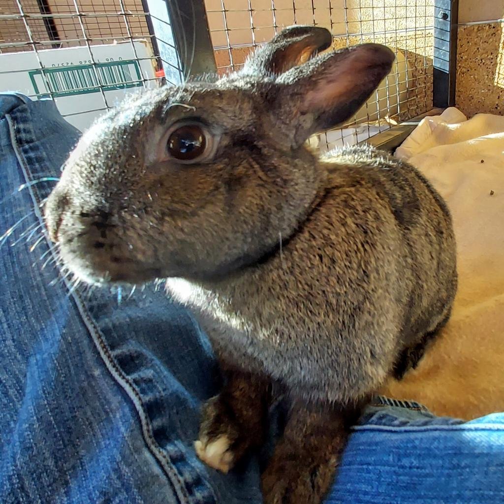 Adoptable Female Female