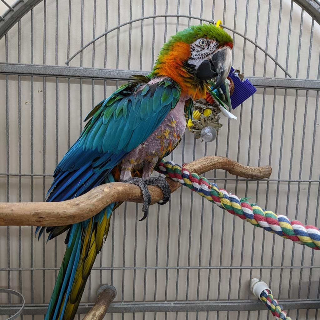 Matthew - Macaw