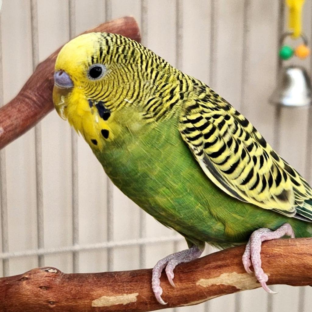 Calvin - Parakeet - Other