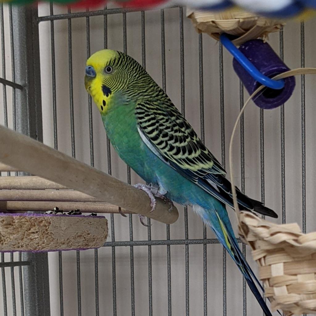 Lemonhead - Parakeet - Other