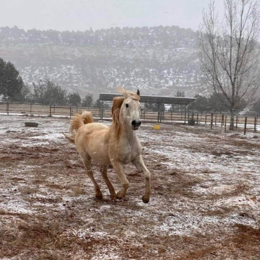 Adoptable Male Male