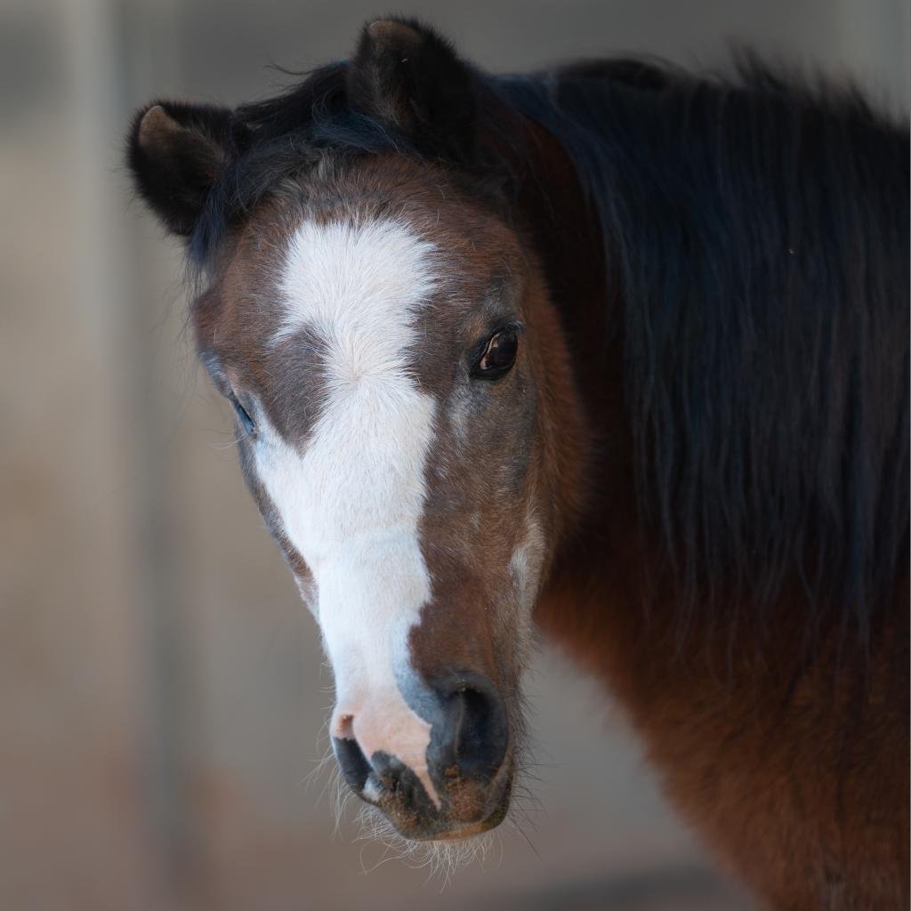 Adoptable Male Male