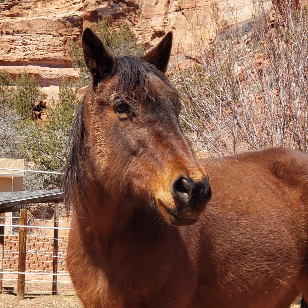 Adoptable Male Male