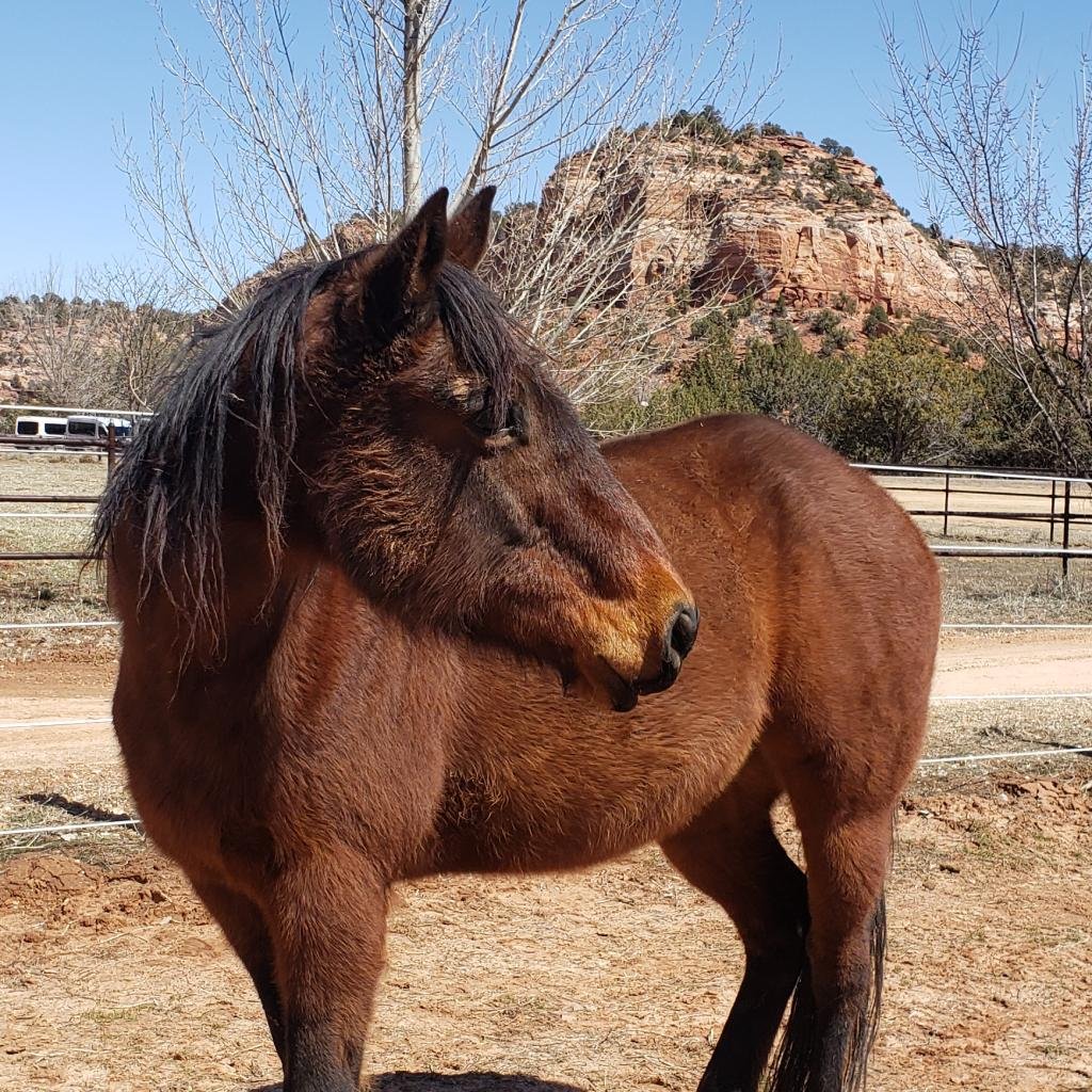 Adoptable Male Male