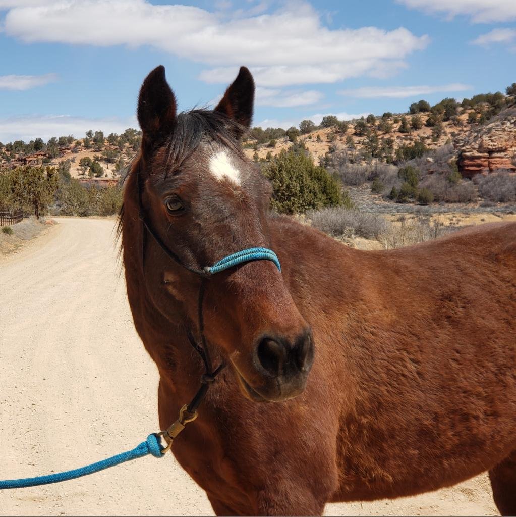 Clint - Mustang