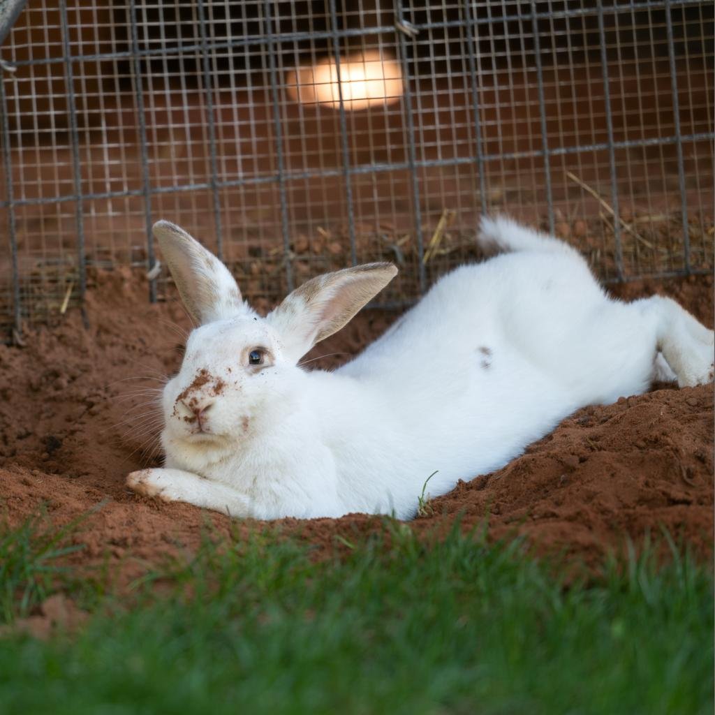 Adoptable Male Male