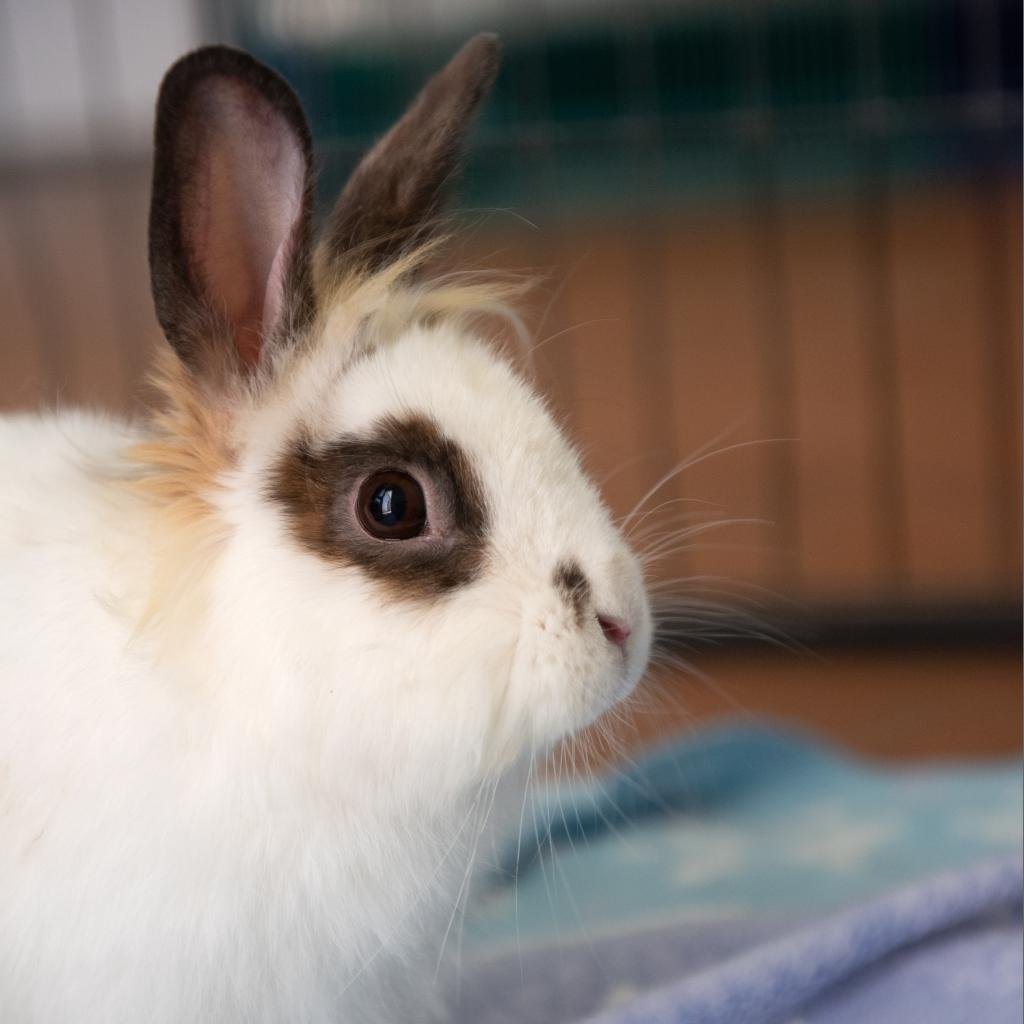 Clover - Rhinelander / Lionhead / Mixed