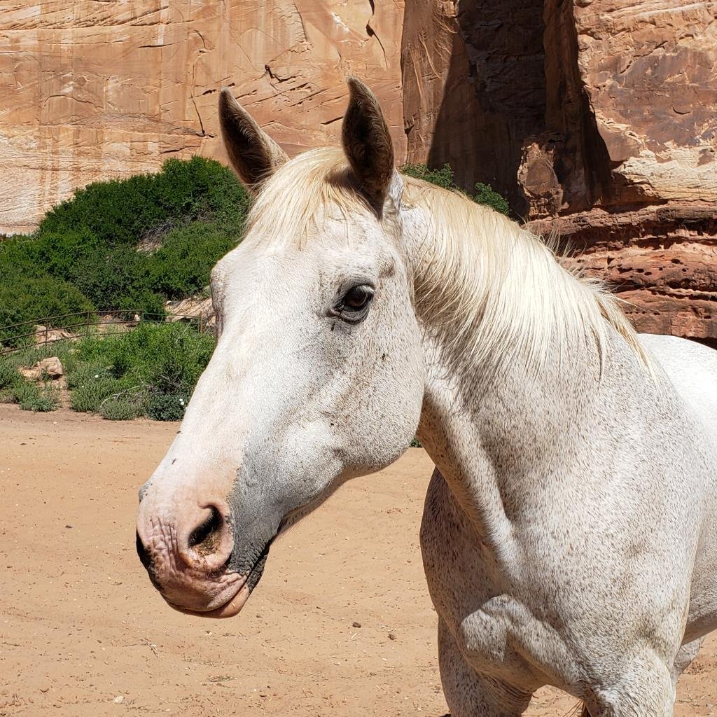 Buddy - Quarterhorse