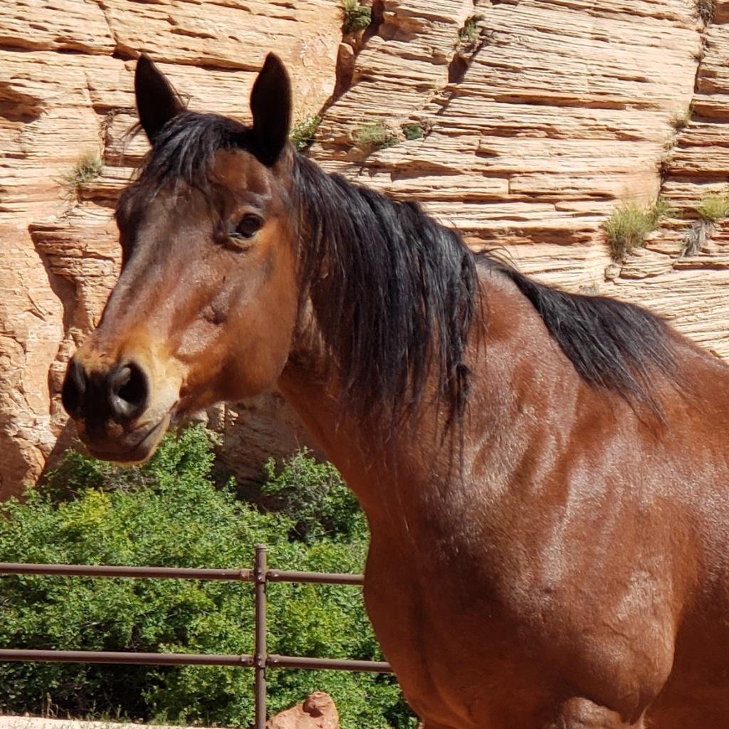 Banjo - Quarterhorse