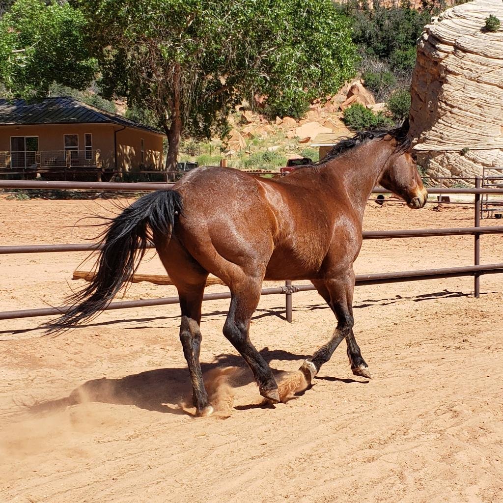 Adoptable Male Male