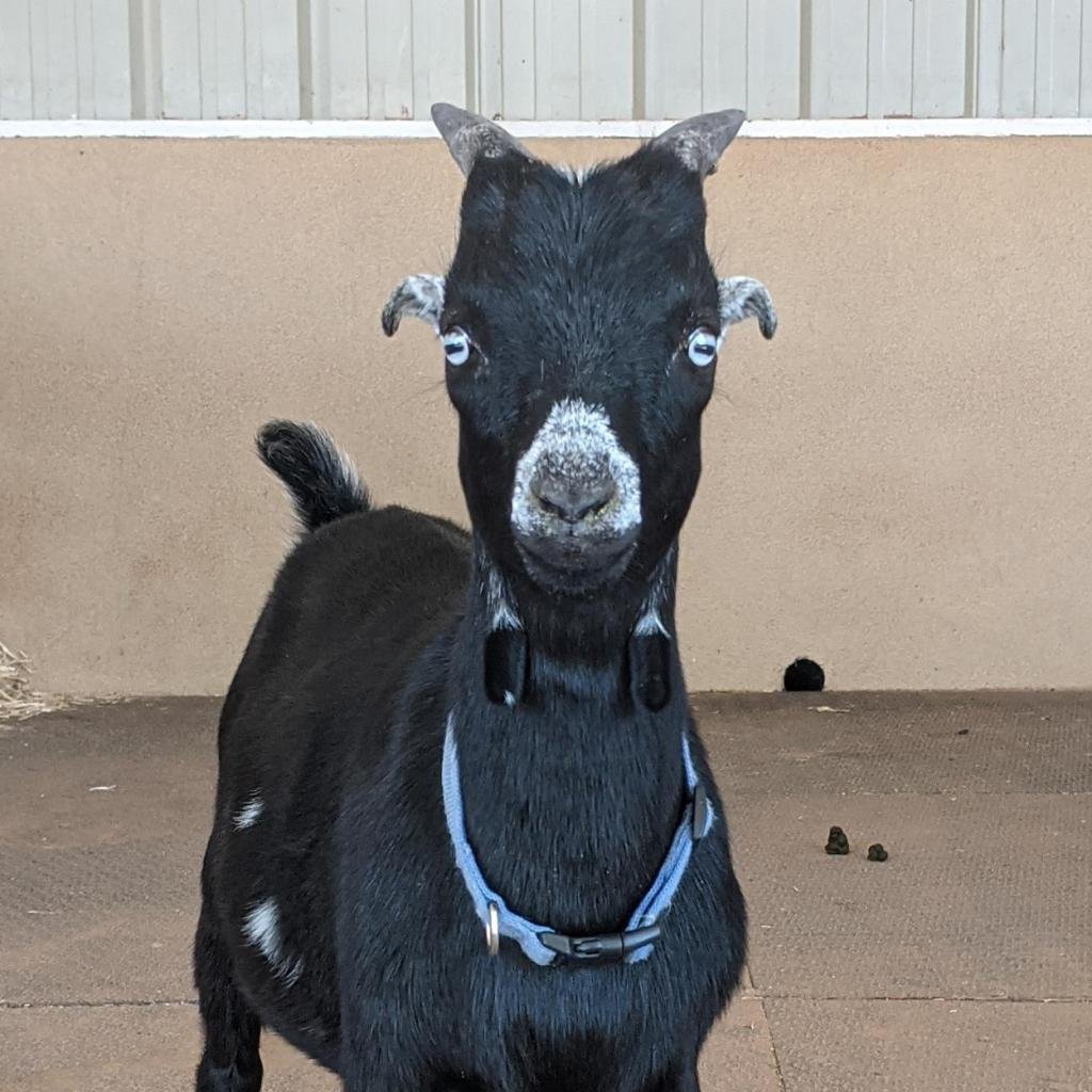 Eugene - LaMancha / Nigerian Dwarf / Mixed