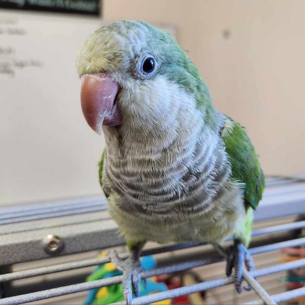 Harry - Parakeet - Other