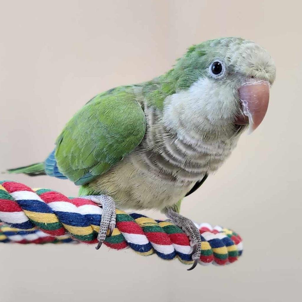 Taylor - Parakeet - Other