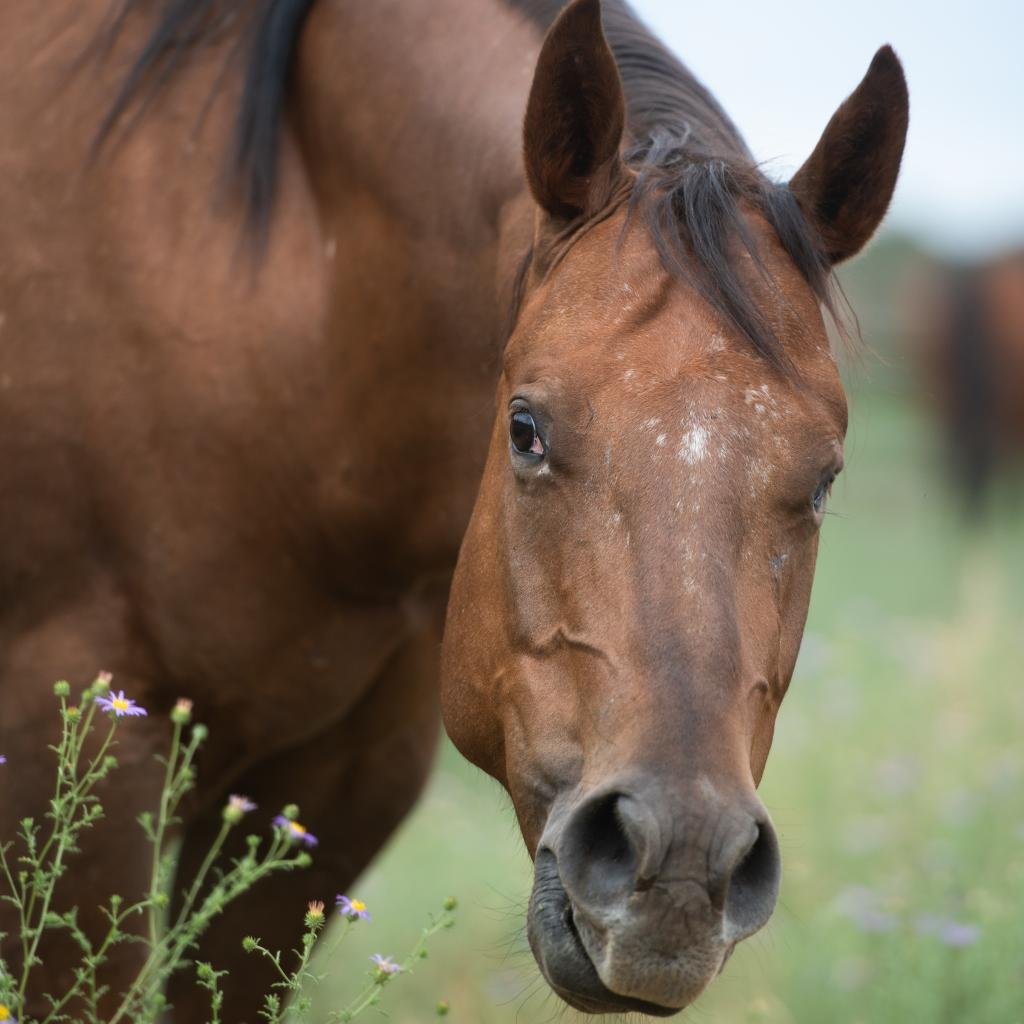 Connie - Quarterhorse