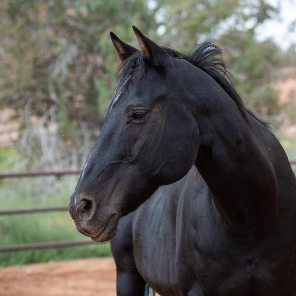 Buzz - Quarterhorse