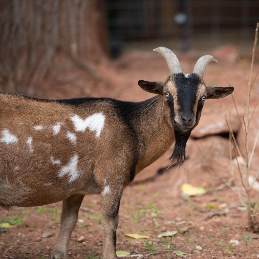 Adoptable Male Male