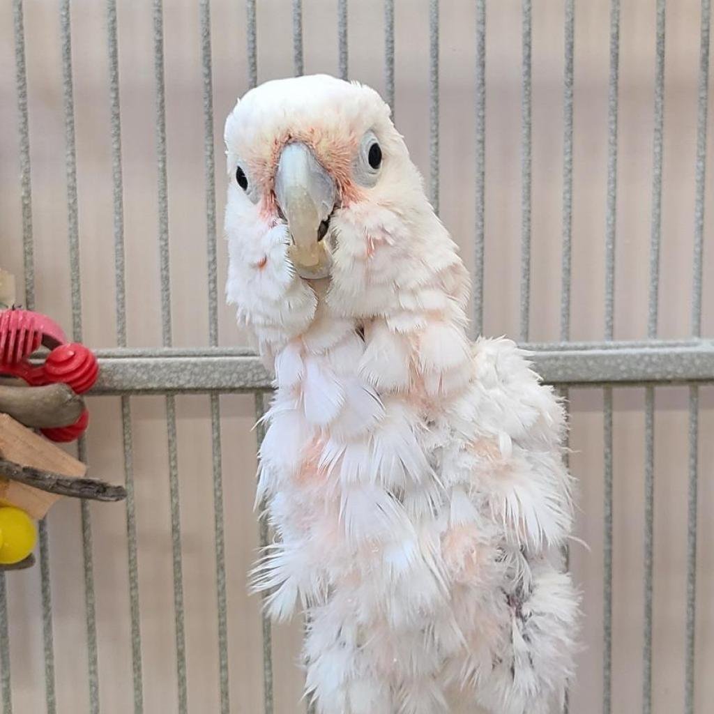 Pixie - Cockatoo