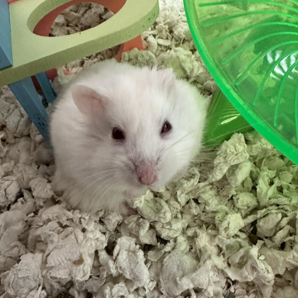 Marshmellow - Hamster