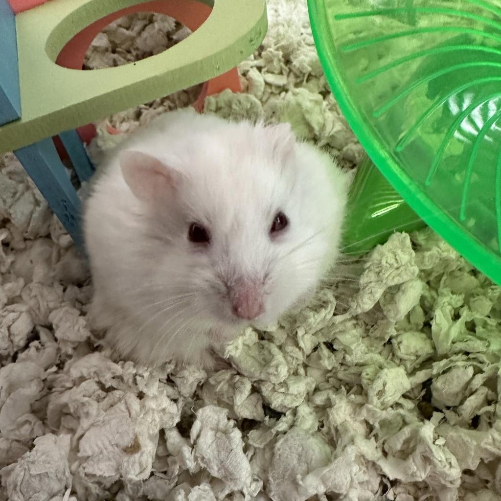 Adoptable Male Male