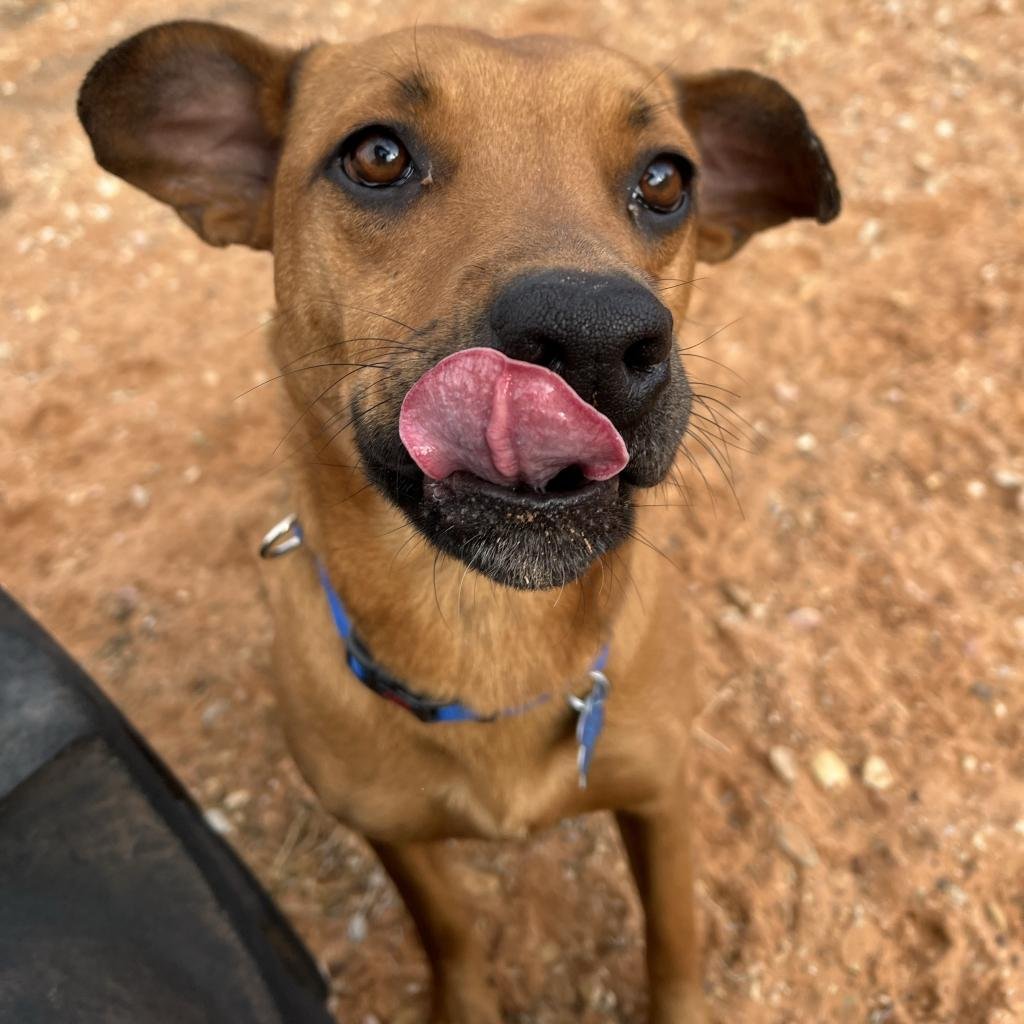 Laurel - German Shepherd Dog / American Pit Bull Terrier / Mixed