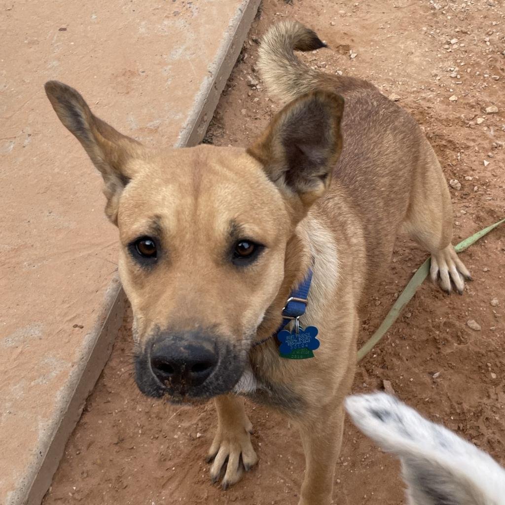 Fern - German Shepherd Dog / Red Heeler / Mixed