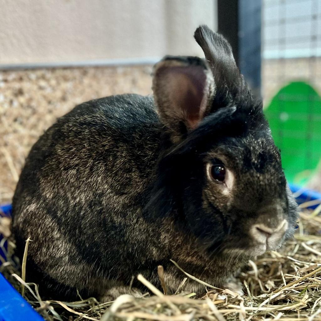 Happy - Lionhead / American Chinchilla / Mixed