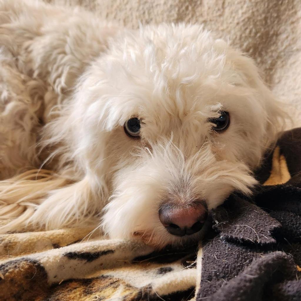 Cheyenne - Poodle (unknown type)