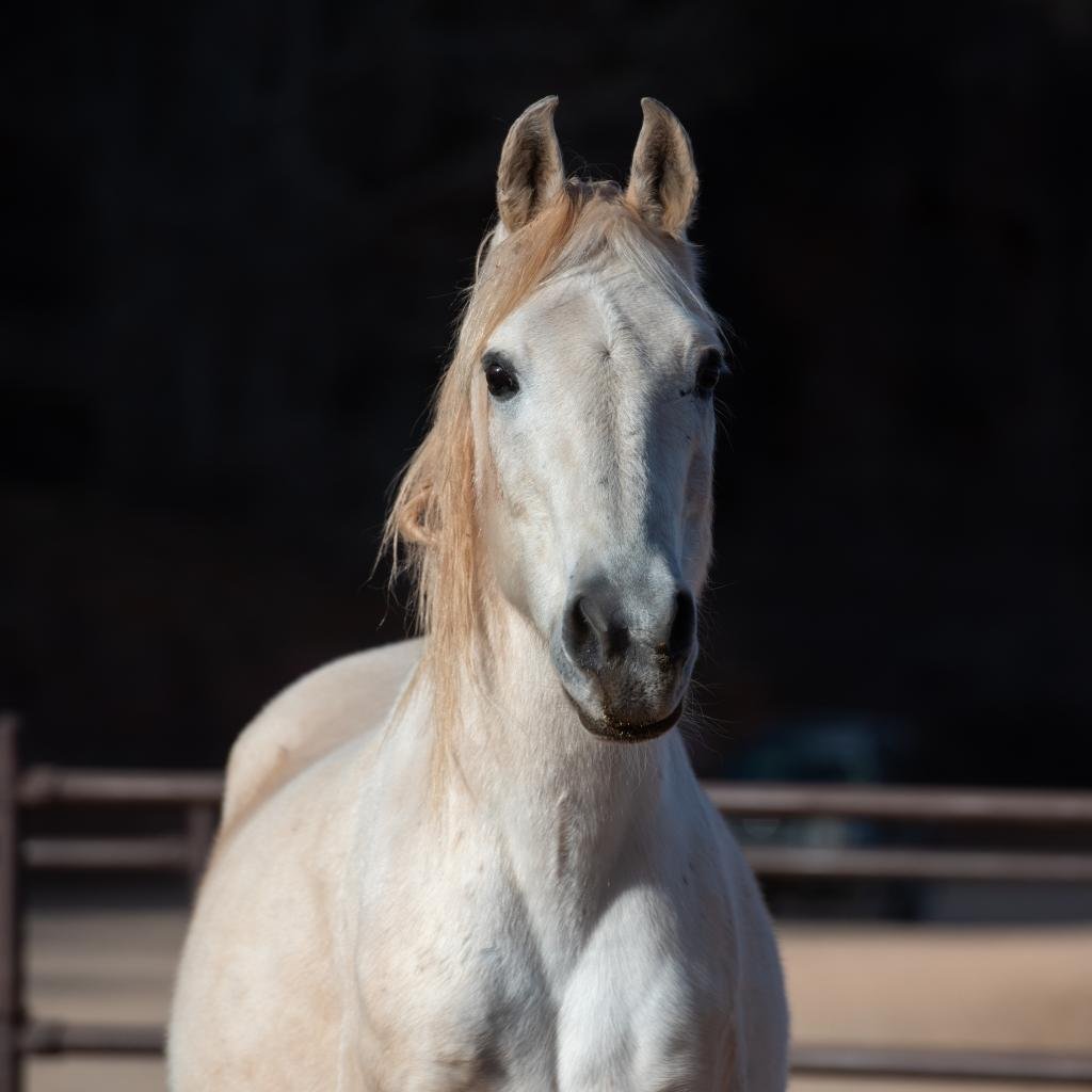 Adoptable Male Male