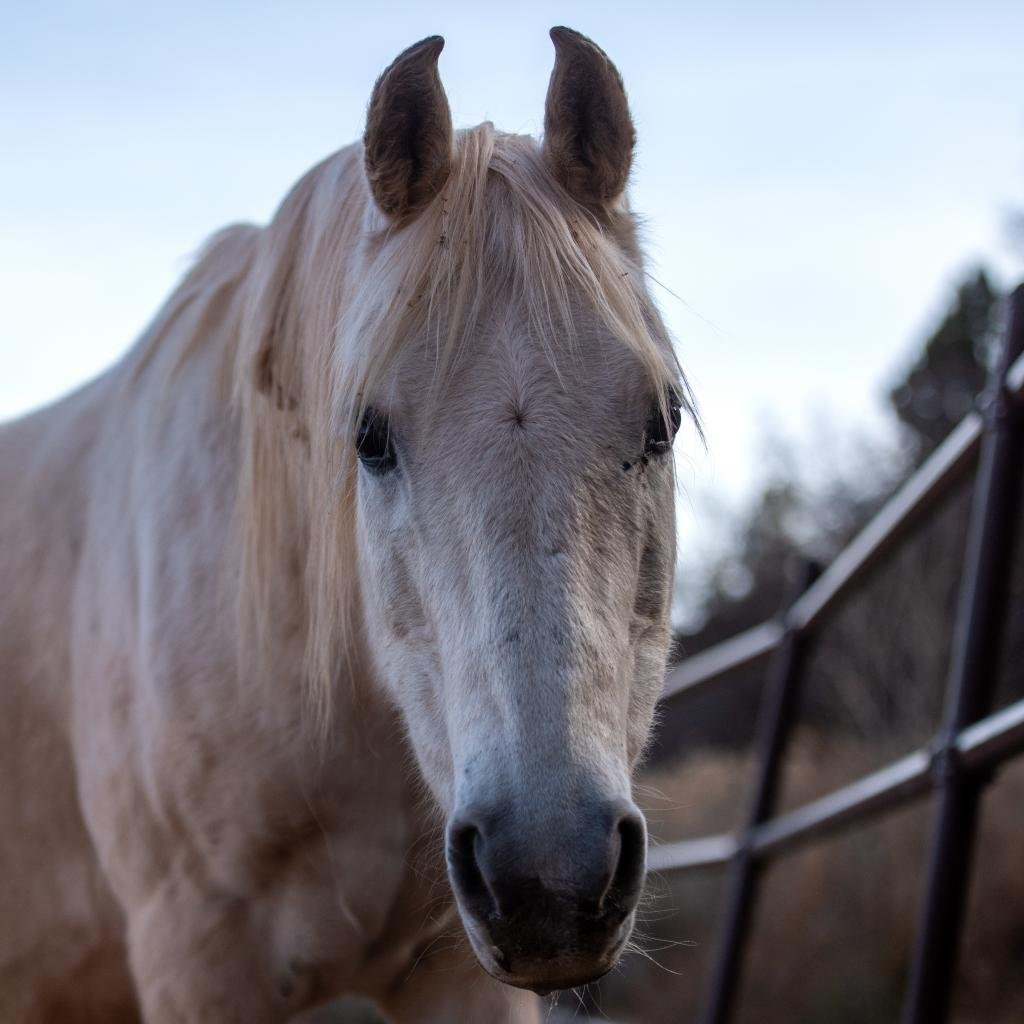 Adoptable Male Male